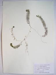 Image result for Utricularia  intermedia