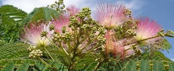 Alabama is blessed to have the longest growing season in america: Albizia Species Mimosa Tree Pink Siris Persian Silk Tree Albizia Julibrissin