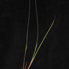 Image result for Xyris anceps