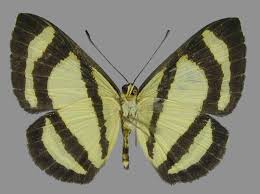 Image result for Nesaea pedroi