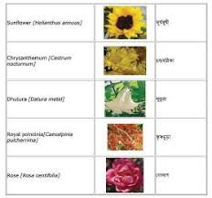 Flowers English To Bangla Meaning Flowers Name In English Flower Names Amazing Flowers