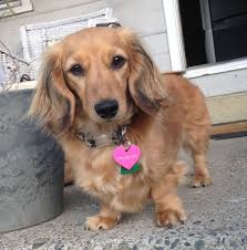 Beautiful Bella Longhaired Miniature Shaded English Cream Dachshund Dachshund Breed Dachshund Mix Dachshund Dog