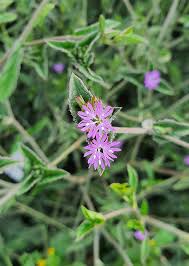 Image result for Elephantopus scaber