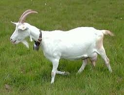 Chinese woman kill goat please subscribe to my channel help me reach 100 subscribers share this video. Goats New With Animal Welfare Information Infonet Biovision Home