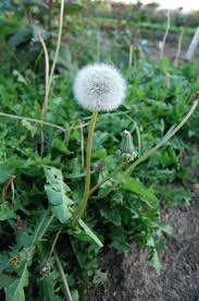 Pin On Dandelions