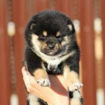 Maybe you would like to learn more about one of these? Kupit Shenka V G Berlin Cena S Foto Obyavleniya O Prodazhe Shenkov Na Leboard Ru