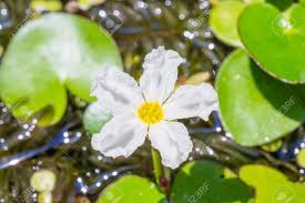 Best floating aquarium plant for open tanks: Flower Of Water Snowflake Banana Plant Lily And Big Floatingheart Nymphoides Aquatica Common Aquarium Plants Stock Photo Picture And Royalty Free Image Image 101345903