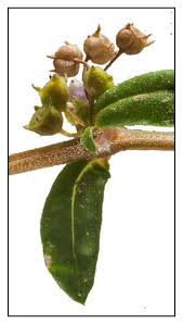 Image result for Oldenlandia affinis