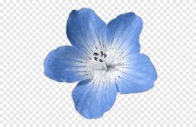 Horizontal seamless background with blue flowers. Watercolor Hydrangea Png Images Pngegg