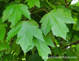 A red maple tree (acer rubrum) gets its common name from its brilliant red foliage that becomes the focal point of the landscape in autumn, but red colors play a large part in the tree's ornamental display in other seasons as well.red flower buds form in winter, opening into showy red flowers before the tree leafs out. Maple Trees For Sale Georgia Garden Center Kinsey Family Farm