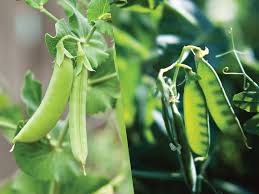 As soon as there's a sunny day in late february or march, i bundle up and head out to the garden to sow snap and shelling peas along. What S The Difference Between A Garden Pea And A Snow Pea Laidback Gardener