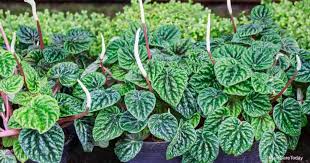 show full abstract ornamentals greenhouse at faculty of agricultural sciences and engineering, university of tehran, in karaj, iran in may, 2014. Radiator Plants Controlling Common Peperomia Plant Pests And Diseases