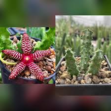 Image result for Orbea maculata