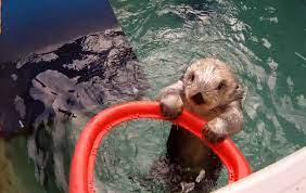 Eddie Is A Sea Otter And A Basketball Dunker Sea Otter Otters Animals