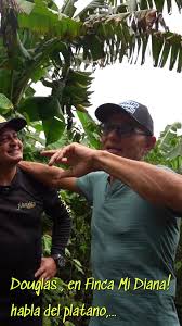 Cultivo de Plátano: Estrategias Comerciales en el Caribe