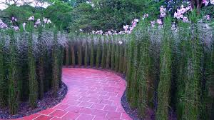 Singapore Botanic Garden Is Amazing Orchideen Garten Botanischer Garten Orchideen