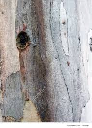 They are faster to cut than yews, but slower than maple trees, and have a respawn rate of 1 minute and 29 seconds. Eucalyptus Tree Bark Picture