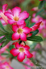 Adeniums In The Sun Pretty Flowers Flora Flowers Beautiful Flowers