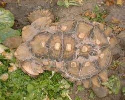 If you have any questions about russian tortoises email us at. Sulcata Food