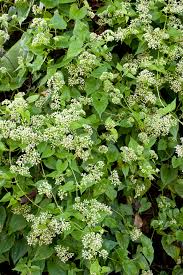 Image result for Grewia micrantha