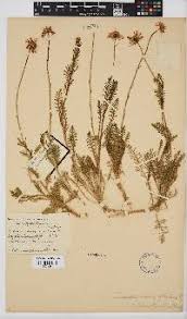 Image result for Launaea rarifolia