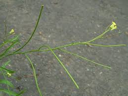 Image result for Sisymbrium orientale