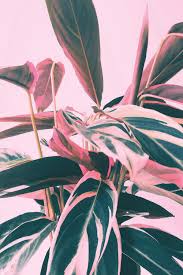 Pink Kalathea I Canvas Wall Art By Emanuela Carratoni Icanvas In 2021 Pink Wall Art Light Pink Walls Pastel Pink Wallpaper