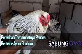 Penyebab Terhambatnya Proses Bertelur Ayam Brahma