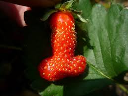 fruit in penis shape