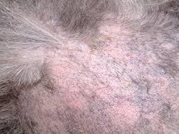 Egg, larva, pupa and adult. Myiasis In Dogs Vetlexicon Canis From Vetstream Definitive Veterinary Intelligence