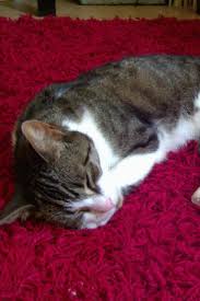 4 Reasons Why Your Cat Treats You Like A Plush Bed At Night Cat Sleeping Cat Behavior Cat Care