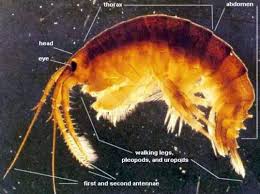 Image result for Pseudopod Ospermum