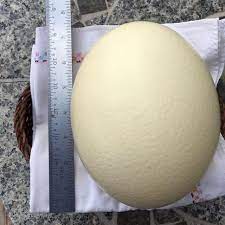 You can now own a part of our ranch by simply clicking into one of our ostrich egg categories and purchasing your own ostrich eggshell. Best Ostrich Eggs For Sale In Dekalb County Illinois For 2021