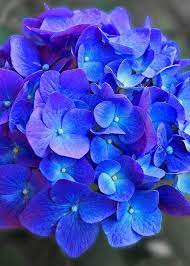 Pin On Flowers
