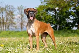 As health science has evolved, we know so much more about human anatomy, physiology, nutrition, and what it takes to thrive. The 14 Best Dog Foods For Boxers 2021 Reviews