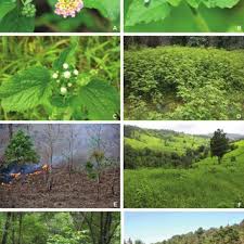 Image result for Tetrapogon tenellus