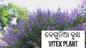 Image result for Vitex thyrsiflora