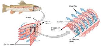 Dissection Of A Fish To Investigate The Respirstory System Biology A Level Biology Systems Biology Human Respiratory System