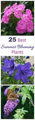 Flowers that bloom all summer long. Summer Blooming Plants 25 Favorites For Long Season Color