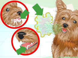 With windham beacham, benjamin lutz, david alanson bradberry, stephen geoffreys. How To Keep Your Yorkie S Teeth Clean With Pictures Wikihow