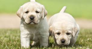 Feeding Your Labrador Puppy How Much Diet Charts And The