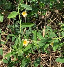 Image result for Sida chrysantha