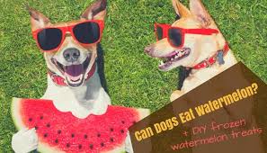 It not only tastes great, but it is so refreshing. Can Dogs Eat Watermelon And Watermelon Seeds