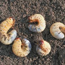 Maybe you would like to learn more about one of these? Home Remedies To Get Rid Of Grubs Green Lawn Fertilizing