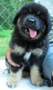 Tibetan Mastiff Information Tibetan Mastiffs Tibetan