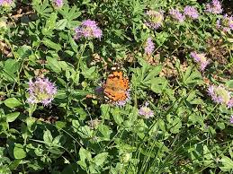 Image result for Clutia monticola