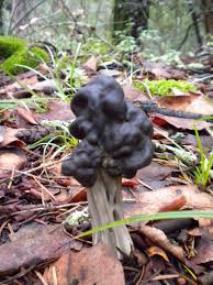 Maybe you would like to learn more about one of these? Fluted Black Elfin Saddle Common Fungi Of Bouverie Preserve Of Acr Inaturalist