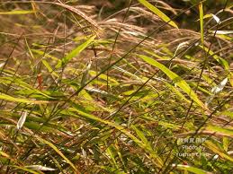 Image result for Microstegium fasciculatum