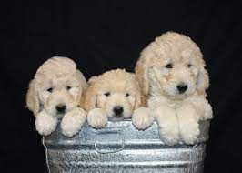 We breed high quality, loving goldendoodle puppies. Crosshill Doodles
