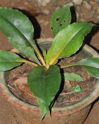 Image result for Chlorophytum filipendulum
